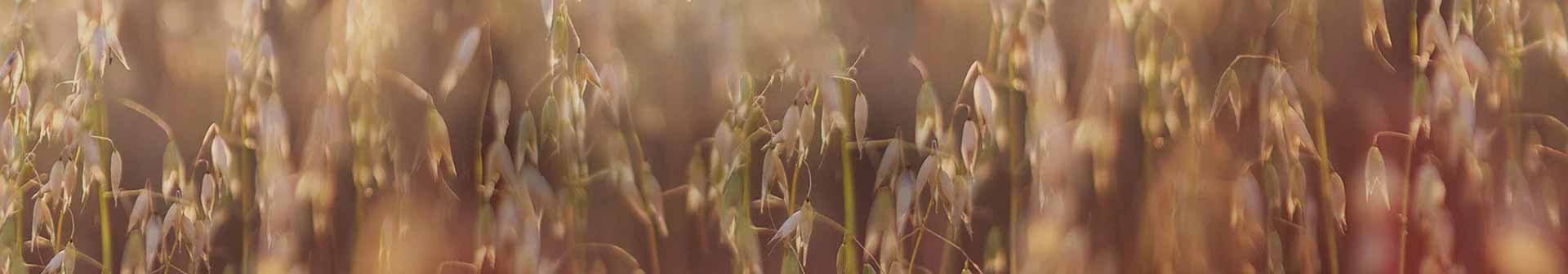 1920x336_IngredientsBanner_Oat