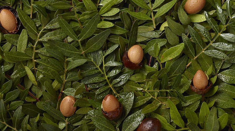 Argan Desktop