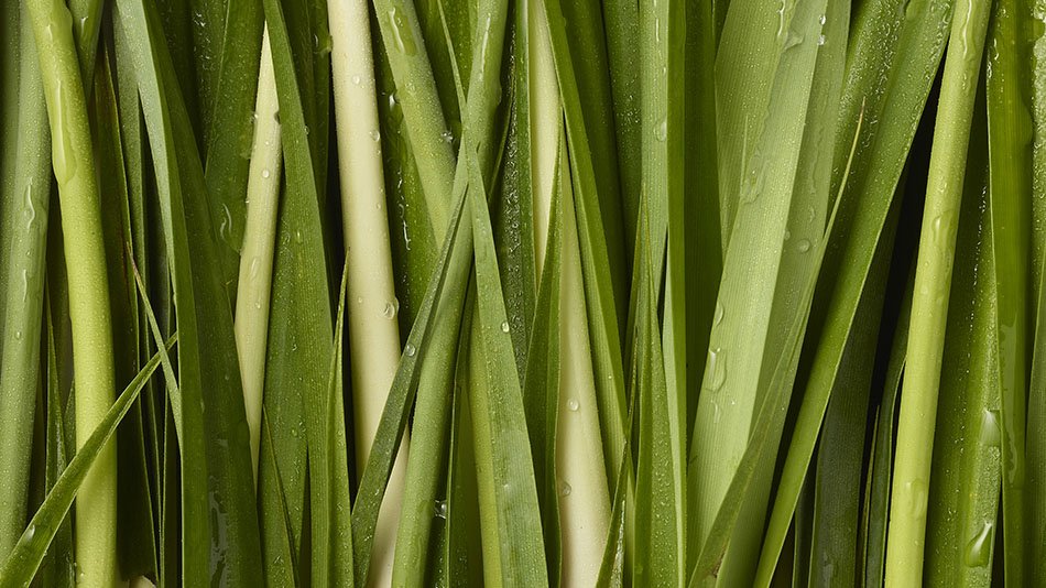 lemongrass desktop