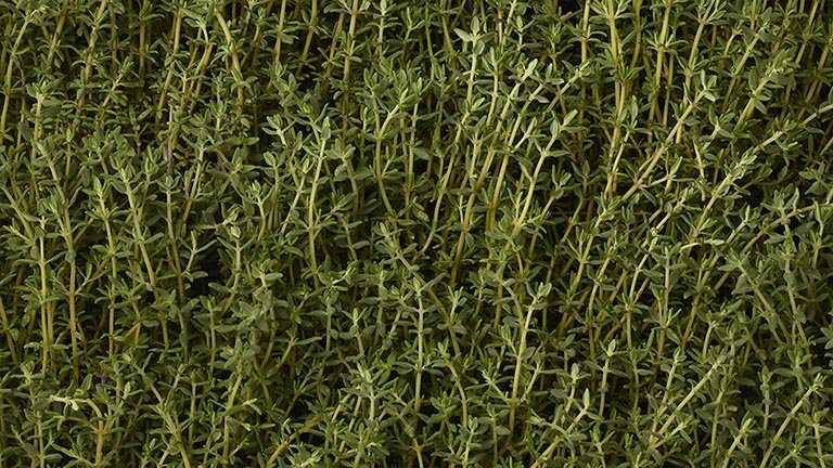 Thyme Mobile